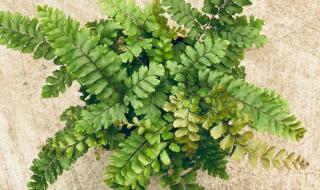 陶粒一般在哪买 陶粒一般在哪买