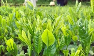 武夷山大红袍茶 武夷山大红袍茶