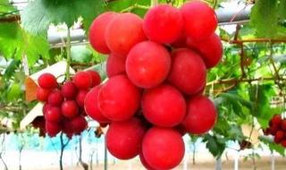罗马葡萄多少钱一斤 罗马葡萄多少钱一斤