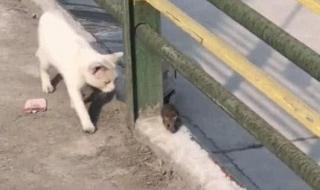 什么老鼠两条腿 什么老鼠两条腿