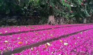 专家回应广州下雪 专家回应广州下雪