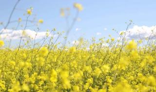 花开中国春和景明 花开中国春和景明