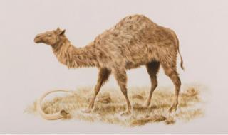 兔子与骆驼 兔子与骆驼