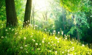 关于描写春天的词语