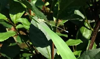 农夫山泉回应水有虫 农夫山泉回应水有虫