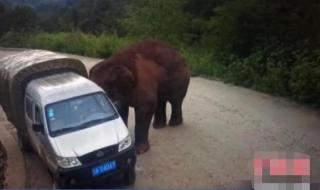 西双版纳野象伤人