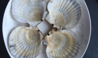 扇贝黑黑的一坨是啥 扇贝黑黑的一坨是啥