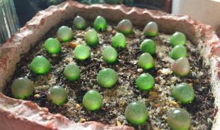 剥糖多肉葡萄好好喝PO 剥糖多肉葡萄好好喝PO