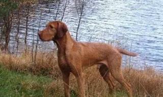 奥运会都有哪些项目